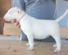 Photo №2 de l'annonce № 100426 de la vente bull terrier - acheter à Serbie éleveur