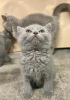 Photo №1. british shorthair - à vendre en ville de Gelsenkirchen | 250€ | Annonce № 95800