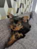 Photo №1. yorkshire terrier - à vendre en ville de Дрезден | 265€ | Annonce №119351