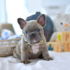 Photo №1. bouledogue - à vendre en ville de Reykjavík | négocié | Annonce №97411