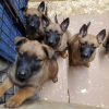 Photo №1. malinois - à vendre en ville de Kajaani Castle | 430€ | Annonce №84221