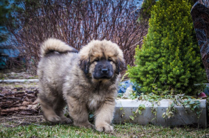 Photos supplémentaires: Chiots de dogue tibétain