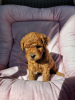 Photo №1. labradoodle - à vendre en ville de Berlin | Gratuit | Annonce №126163