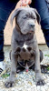 Photos supplémentaires: Chiots Cane Corso