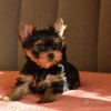 Photo №3. Yorkshire Terrier.. Allemagne