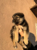 Photo №2 de l'annonce № 39059 de la vente chien bâtard - acheter à Biélorussie annonce privée