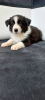 Photo №3. Chien Border Collie FCI. Pologne