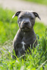 Photos supplémentaires: Filles American Staffordshire Bull Terrier