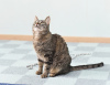 Photos supplémentaires: Le gentil chat Iriska cherche une famille.