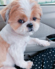 Photo №1. shih tzu - à vendre en ville de Stockholm | négocié | Annonce №30084