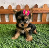 Photo №1. yorkshire terrier - à vendre en ville de Ohio City | négocié | Annonce №123113