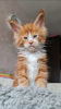 Photo №4. Je vais vendre maine coon en ville de Wolverhampton. annonce privée - prix - 400€