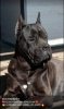 Photos supplémentaires: Chiots Cane Corso