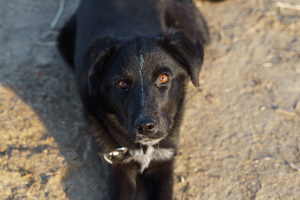 Photo №4. Je vais vendre chien bâtard en ville de Volgograd. de l'abri - prix - Gratuit