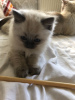 Photo №3. De jolis chatons Ragdoll disponibles pour les foyers aimants. Espagne