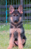 Photo №3. Chiots berger allemand. Serbie