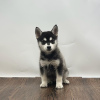 Photo №1. alaskan klee kai - à vendre en ville de Prague | 284€ | Annonce №111197