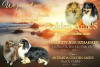 Photo №1. shetland (chien) - à vendre en ville de Sébastopol | 445€ | Annonce №8168