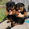 Photo №1. rottweiler - à vendre en ville de Berlin | 300€ | Annonce №92177