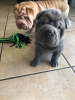 Photo №1. shar pei - à vendre en ville de Berlin | négocié | Annonce №94243