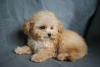 Photo №3. Gentil garçon maltipoo tickap. Allemagne