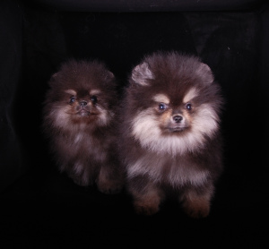 Photo №4. Je vais vendre spitz nain en ville de Saint-Pétersbourg. éleveur - prix - 994€