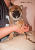 Photos supplémentaires: Chiot Shiba Inu du chenil RKF KUMIKO YOSHI