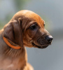 Photo №3. Chiots Rhodesian Ridgeback. Fédération de Russie