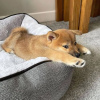 Photo №1. shiba - à vendre en ville de Reykjavík | négocié | Annonce №77722