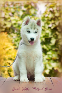 Photo №3. Chien husky aux yeux bleus. Fédération de Russie