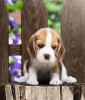 Photo №4. Je vais vendre beagle en ville de Bonn. annonce privée - prix - 400€