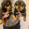 Photo №1. rottweiler - à vendre en ville de Гамбург | 200€ | Annonce №124489