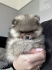 Photo №4. Je vais vendre spitz nain en ville de Штутгарт. annonce privée - prix - 360€