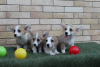 Photo №3. Chiots Welsh Corgi Pembroke. Serbie