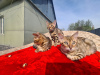 Photos supplémentaires: Chatons Bengals