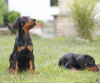 Photos supplémentaires: Chiots Dobermann