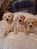 Photo №1. golden retriever - à vendre en ville de Vilovo | 150€ | Annonce №88101