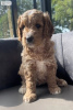 Photos supplémentaires: Adorables chiots Goldendoodle miniatures prêts à partir aujourd'hui Texte (559)