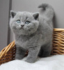 Photo №2 de l'annonce № 114211 de la vente british shorthair - acheter à La finlande 