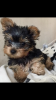 Photos supplémentaires: Chiots Yorkie en bonne santé à vendre