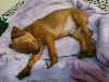 Photo №3. chiot pinscher nain. Biélorussie