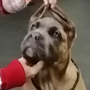 Photo №3. Cane Corso Italien. Fédération de Russie