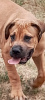 Photo №1. mastiff - à vendre en ville de Belgrade | 300€ | Annonce №120751