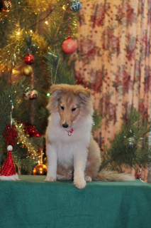 Photo №2 de l'annonce № 4885 de la vente shetland (chien) - acheter à Fédération de Russie de la fourrière