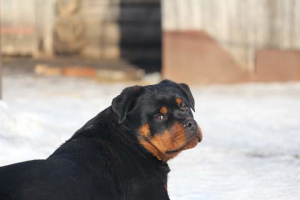 Photo №4. Je vais vendre rottweiler en ville de Penza. de la fourrière - prix - Négocié