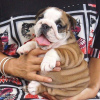 Photo №1. bulldog anglais - à vendre en ville de Debrecen | Gratuit | Annonce №92956