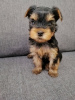 Photo №1. biewer yorkshire terrier, yorkshire terrier - à vendre en ville de Daugavpils | 450€ | Annonce №73044