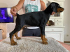 Photo №3. Chiots Dobermann. Serbie