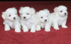 Photo №4. Je vais vendre bichon maltais en ville de Berlin.  - prix - négocié