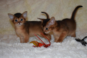 Photos supplémentaires: J'offre pour la réservation des chatons abyssiniens de couleur vive et